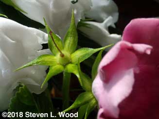 Another seed head amongst blooms
