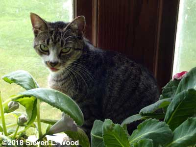 Winnie, our mama cat