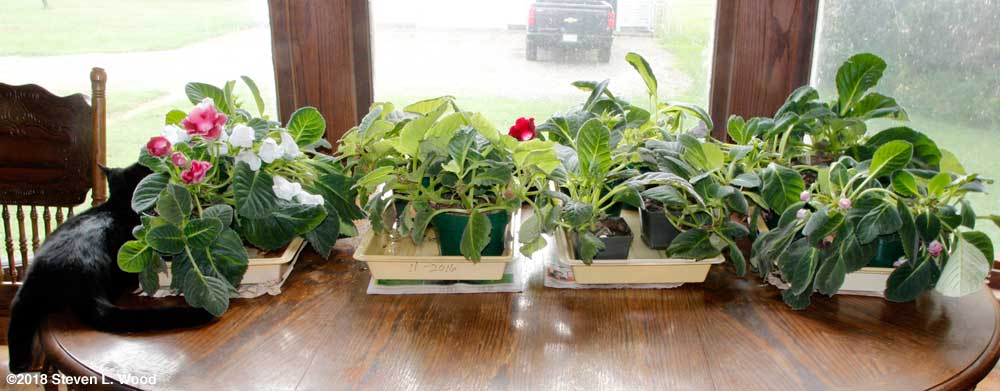 Gloxinias...and cats