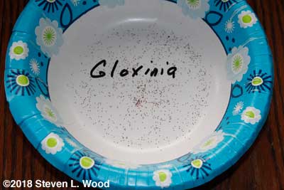 Gloxinia seed from just one bloom