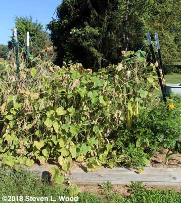 Cucumber vines heavy with overripe cukes