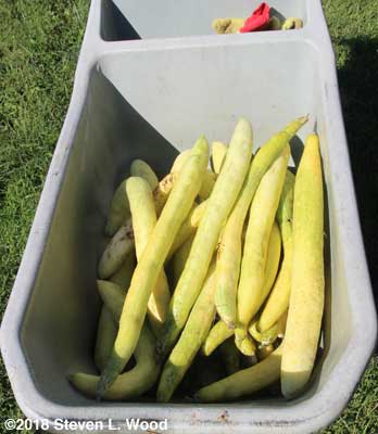 Cucumbers picked for seed production
