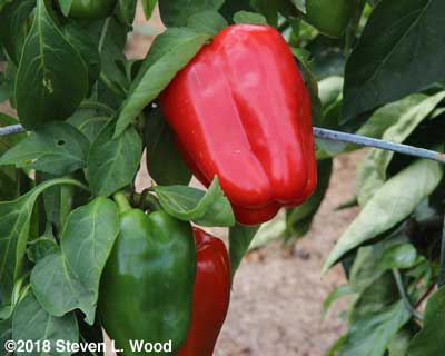 A ripe Earliest Red Sweet pepper