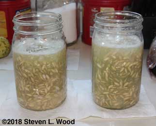 Jars of cucumber seed