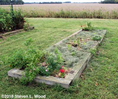 Plot A-1, now planted to basil and lettuce