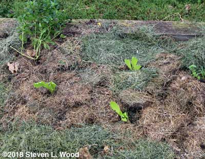 Lettuce transplants