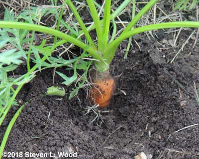 Carrot