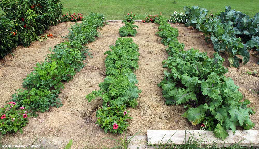Parsley and kale rows