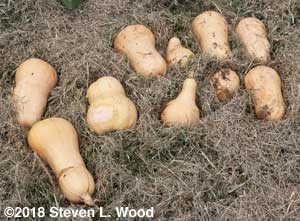 A few butternut squash