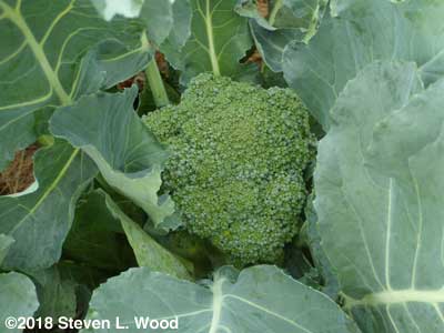 A head of Premium Crop broccoli