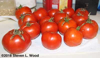 Fresh tomatoes on October 6, 2018