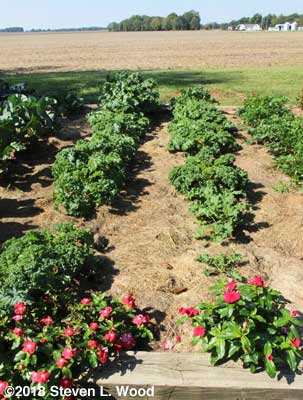 Kale rows almost ready for picking