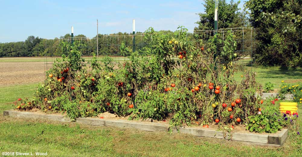 Tomato plants still producing good fruit