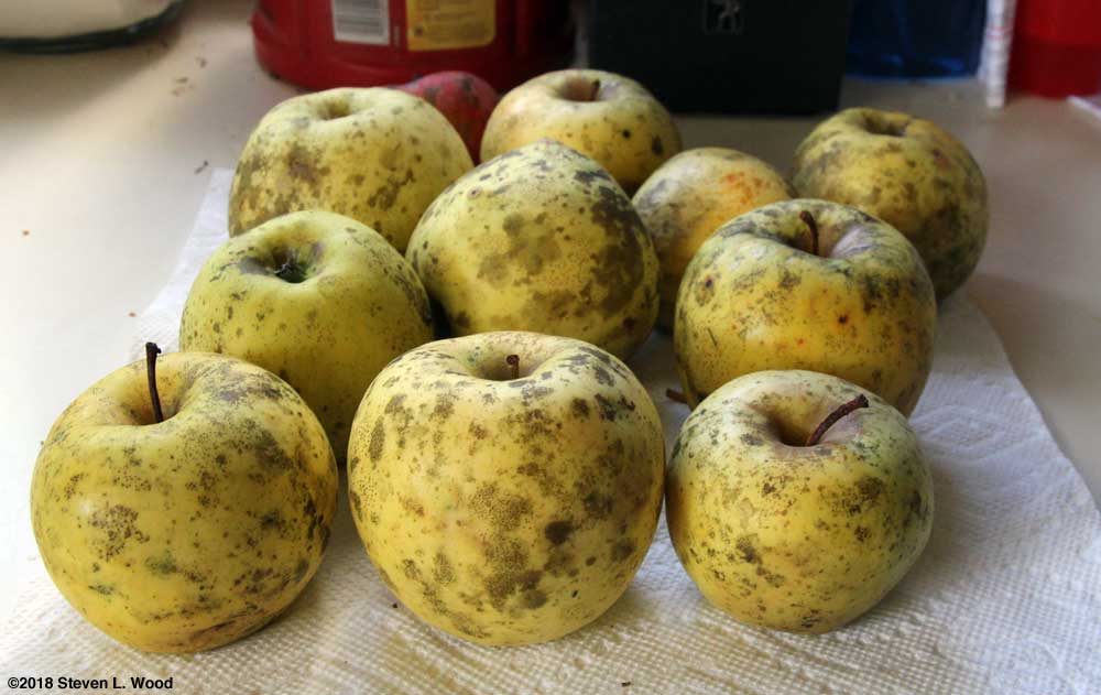 Not winesaps, but still apples