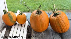 Pumpkins curing on the back porch