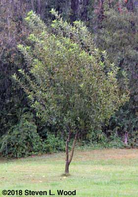 Definitely not a Stayman Winesap tree
