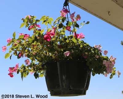 Hanging basket of impatienss