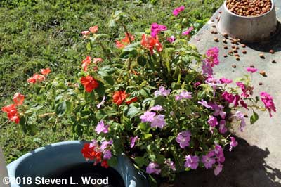 Another hanging basket of impatiens...this one down for bottom watering