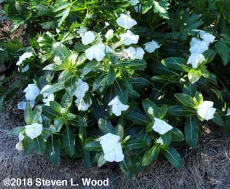 White vinca at end of parsley row