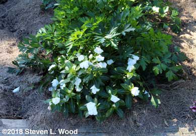 White vinca at end of parsley row