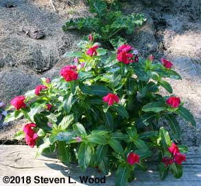 Red vinca at end of kale row