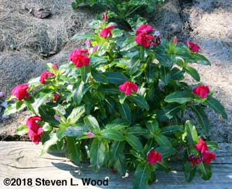 Red vinca at end of kale row