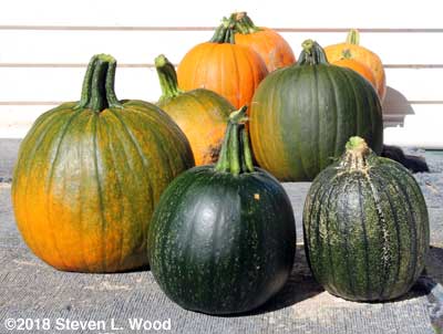 The last of our pumpkins