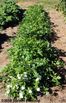 Parsley row