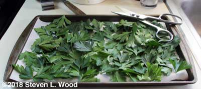 Parsley on parchment paper covered cookie sheet