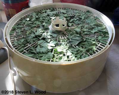 Parsley in dehydrator