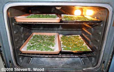 First four cookie sheets of parsley drying in the oven