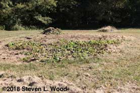 Flattened pumpkin vines