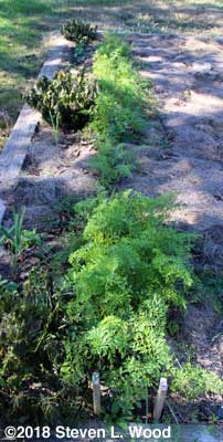 Fall carrot rows