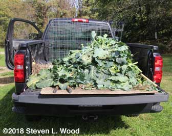 Pepper, parsley, and broccoli plants bound for the compost pile