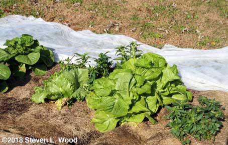 Closeup of lettuce ion row...and some snapdragons