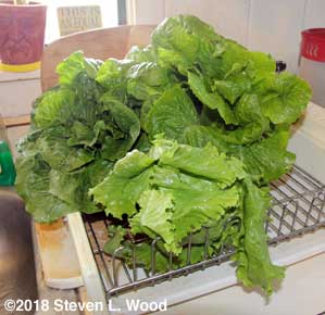 Rinsed lettuce in drainer