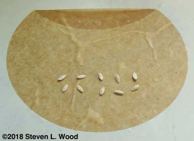 Setting up germination test