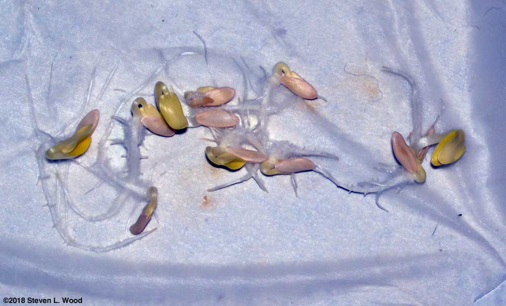 Successful cucumber seed germination test