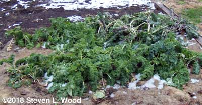 Vates and Red Ursa kale