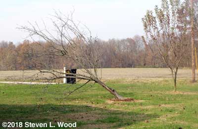 Dead Granny Smith apple tree