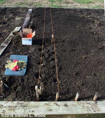 Planting garlic
