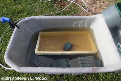 Trays soaking in bleach solution