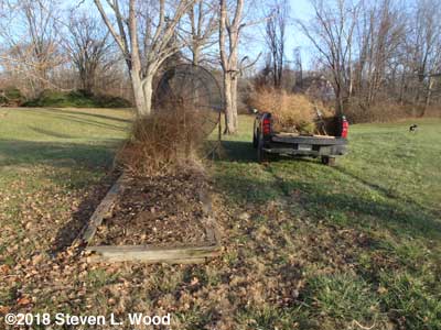 Clearing our asparagus patch