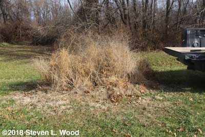 Bonnie's Asparagus Patch