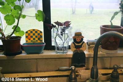 Cuttings in kitchen window