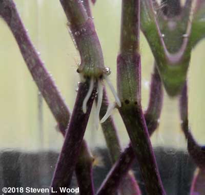 Roots growing on wandering jew cuttings after just two days