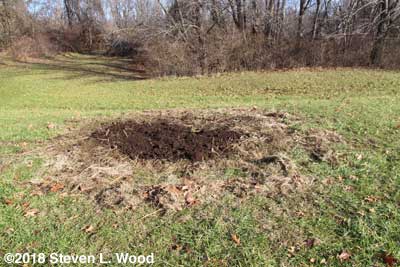 Compost on Bonnie's Asparagus Patch