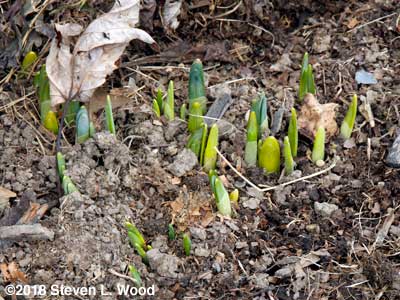 Daffodils up in February