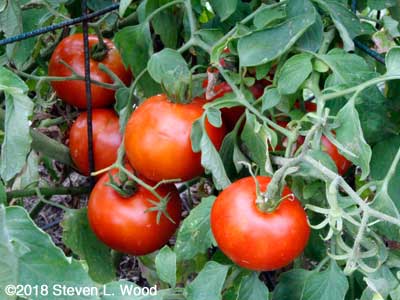 Earlirouge tomatoes
