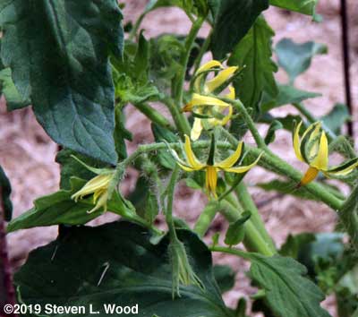 Blooms on Earlirouge tomato plant